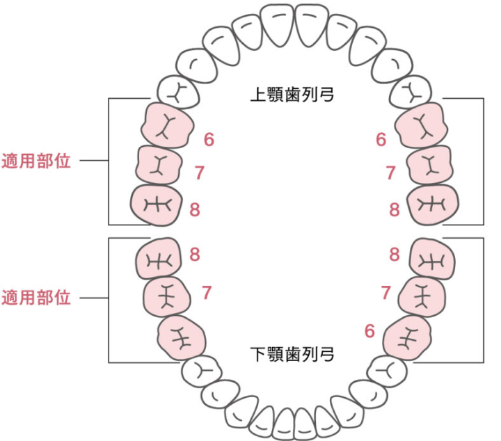 上顎歯列弓／下顎歯列弓